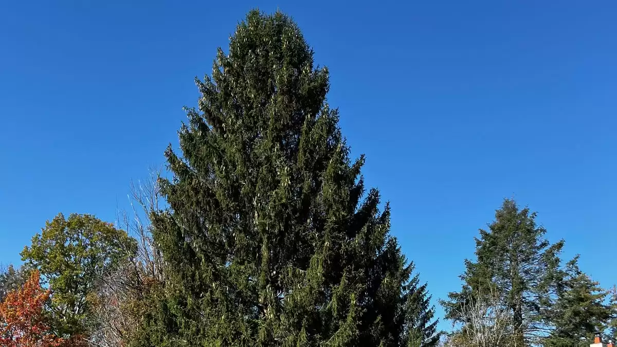 2023 Rockefeller Center Christmas tree chosen: Discover the magnificent 80-foot tall Norway Spruce