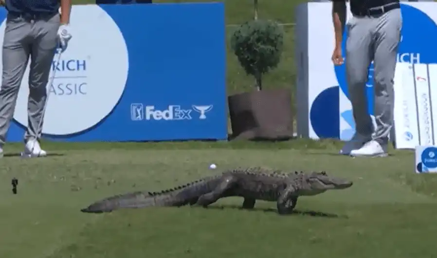Alligator halts play at Zurich Classic in Louisiana: Struts across tee box