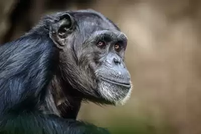 Bonobo Study Reveals Clues into Early Human Alliances - Good Neighbours