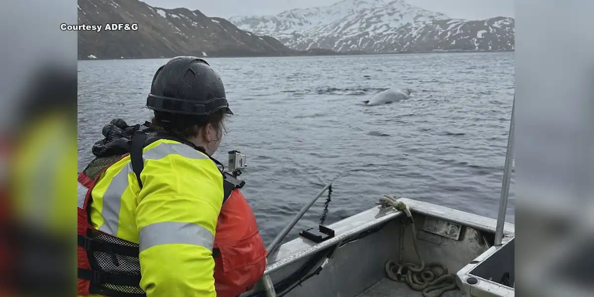 Entangled humpback whale freed Dutch Harbor