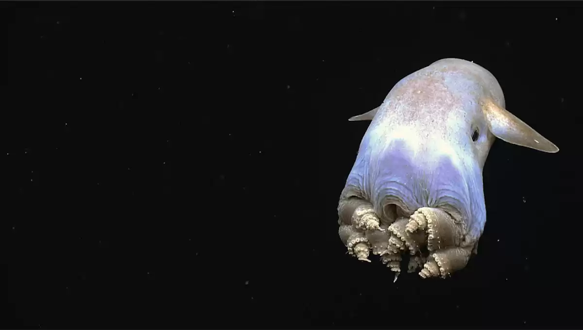 Ghostly Deep Sea Dumbo Octopus Delights Researchers In Wholesome Video