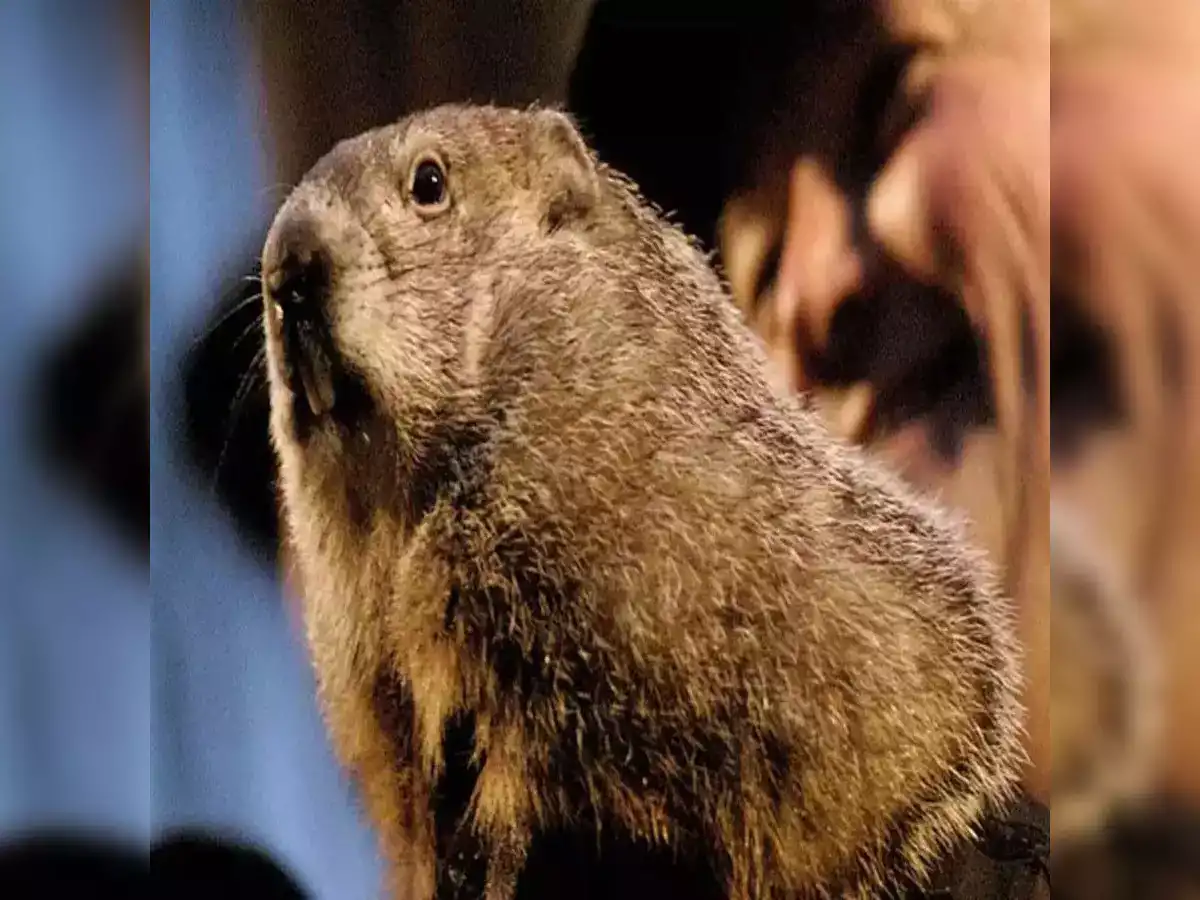 Groundhog Day 2024: Predictions, History, and Facts - NewsDio.com