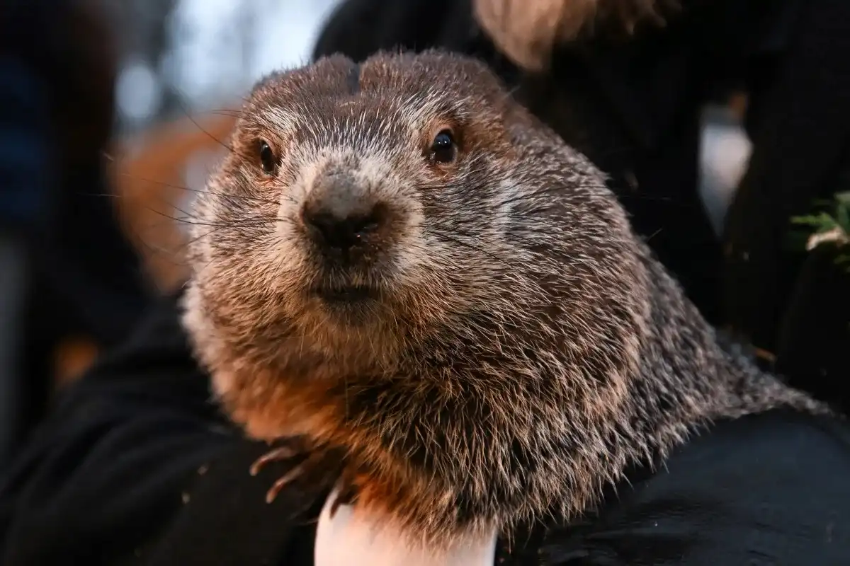 Groundhog Day 2024: When does the groundhog come out? Key things to know