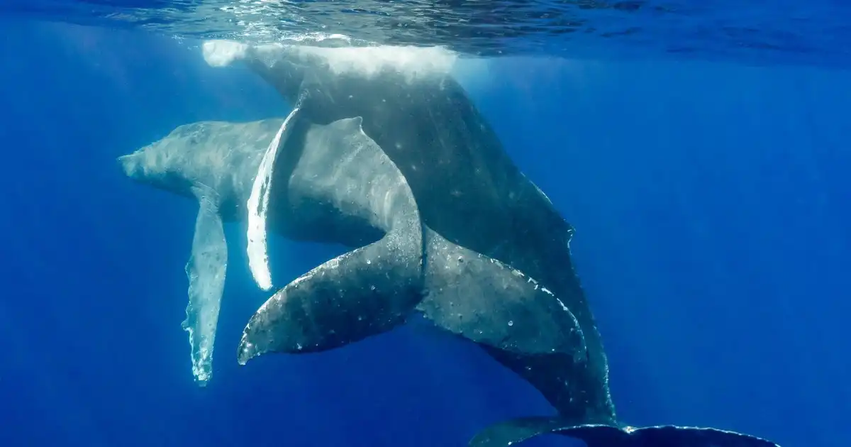 Humpback whales engage in same-sex behavior observed for the first time