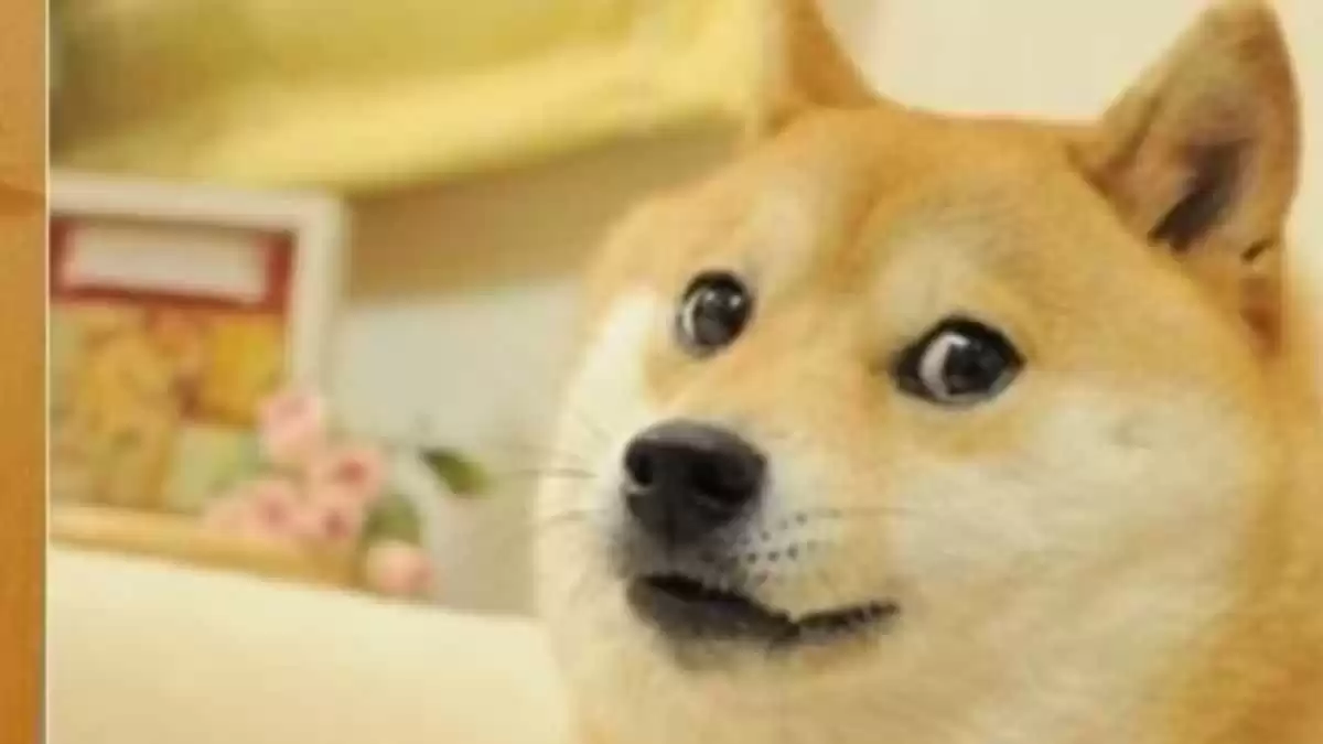Viral Meme Dog Cheems Dies of Cancer, Internet Mourns